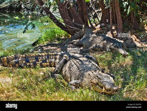 crocodile farms australia